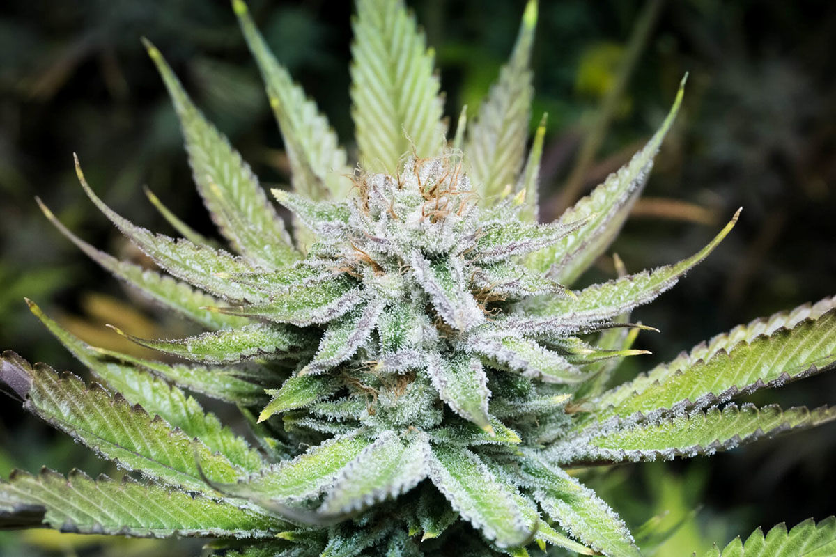 Mary Jane Macro